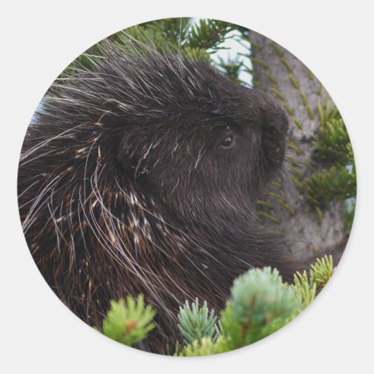 porcupine ronde sticker (Voorkant)