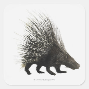 Porcupine Vierkante Sticker