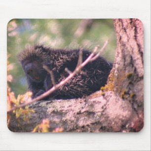Porcupine Wildlife Animal Natuur Muismat