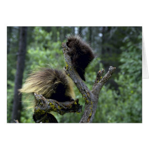 Porcupines-été-maman avec des jeunes