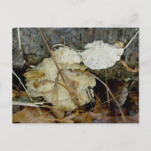 Porous Shelf Fungus Briefkaart