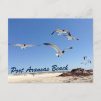 Port Aransas Beach Seagull Fotografie