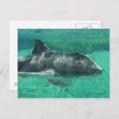 Port Jackson Shark Briefkaart (Voorkant / Achterkant)