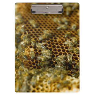 Porte-bloc Abeilles dans une ruche, Western Cape, Afrique du 