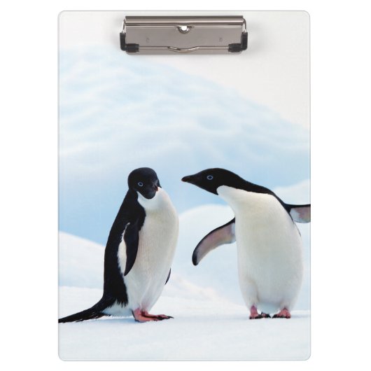 Porte-bloc Adelie Penguins (Devant)