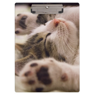 Porte-bloc adorable chaton de couchage