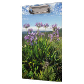 Porte-bloc African Lily (Agapanthus praecox), Mossel Bay (Gauche)