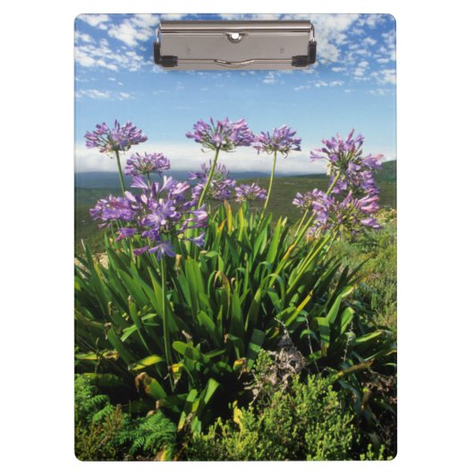 Porte-bloc African Lily (Agapanthus praecox), Mossel Bay (Devant)