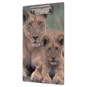 Porte-bloc Afrique, Botswana, delta de l'Okavango. Lions (Gauche)