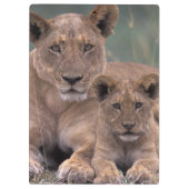 Porte-bloc Afrique, Botswana, delta de l'Okavango. Lions (Dos)