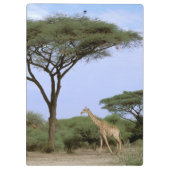 Porte-bloc Afrique, Botswana, delta de l'Okavango. Sud (Dos)