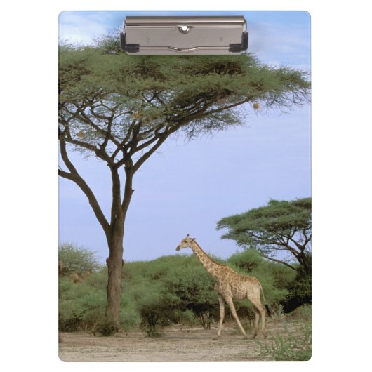 Porte-bloc Afrique, Botswana, delta de l'Okavango. Sud (Devant)