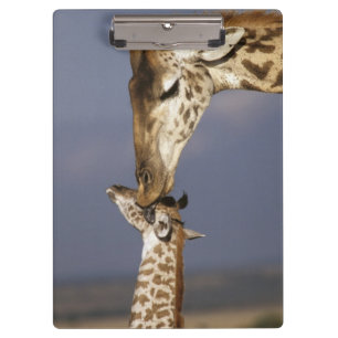 Porte-bloc Afrique, Kenya, Masai Mara. Girafes (Giraffa