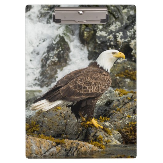 Porte-bloc Aigle à tête blanche (Devant)