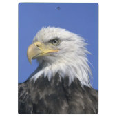 Porte-bloc Aigle à tête blanche (Haliaeetus leucocephalus), s (Dos)