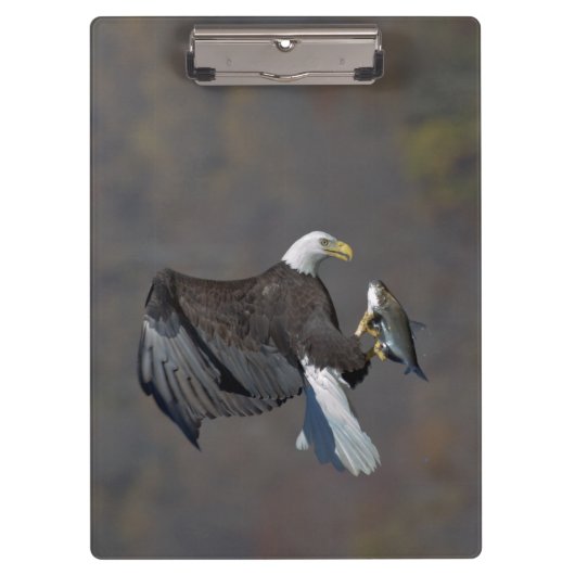 Porte-bloc Aigle Bald avec un poisson (Devant)