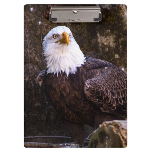 Porte-bloc Aigle de Bald (Devant)
