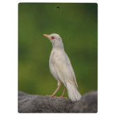 Porte-bloc Albino Robin dans Crown Point (Dos)
