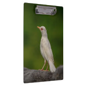 Porte-bloc Albino Robin dans Crown Point (Swatch)