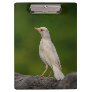 Porte-bloc Albino Robin dans Crown Point