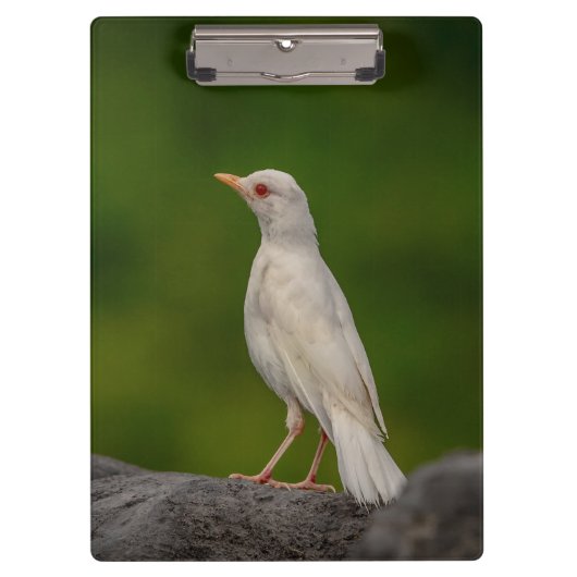 Porte-bloc Albino Robin dans Crown Point (Devant)