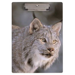 Porte-bloc Amérique du Nord, États-Unis, Alaska, Haines. Lynx