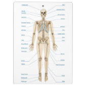 Porte-bloc Anatomie humaine (Dos)
