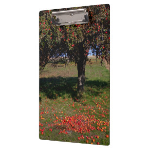 Porte-bloc Ancien arbre à pomme