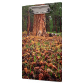 Porte-bloc Ancien arbre de Ponderosa aux cônes de pins (Gauche)