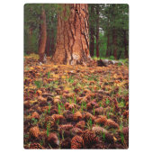 Porte-bloc Ancien arbre de Ponderosa aux cônes de pins (Dos)