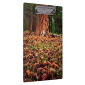 Porte-bloc Ancien arbre de Ponderosa aux cônes de pins (Swatch)