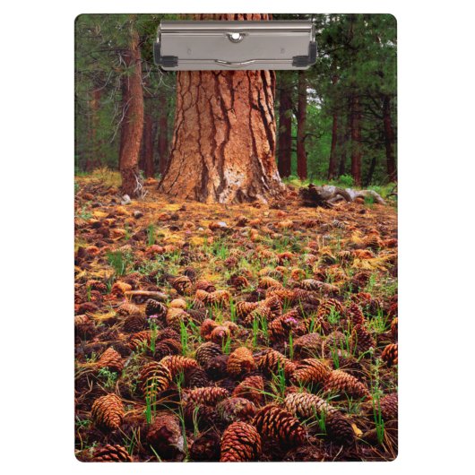 Porte-bloc Ancien arbre de Ponderosa aux cônes de pins (Devant)