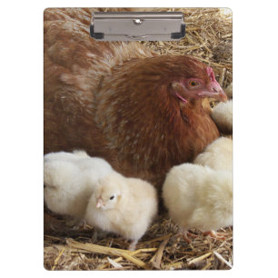 Porte-bloc animal, poulet, ferme, mignonette, oiseau, bébé,