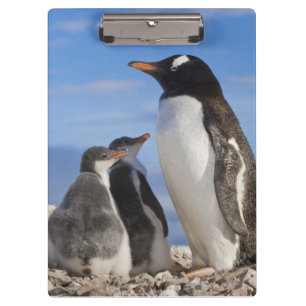 Porte-bloc Antarctique, Neko Cove (port). Manchot gentoo 2