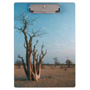 Porte-bloc Arbre Moringo Africain Sur Plaine, Etosha National