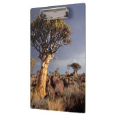 Porte-bloc Arbres carquois (Aloe Dichotoma) (Gauche)