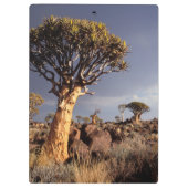 Porte-bloc Arbres carquois (Aloe Dichotoma) (Dos)