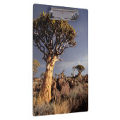Porte-bloc Arbres carquois (Aloe Dichotoma) (Swatch)