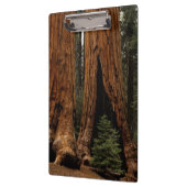 Porte-bloc Arbres de séquoia, Parc national de Sequoia. (Gauche)