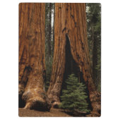 Porte-bloc Arbres de séquoia, Parc national de Sequoia. (Dos)