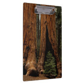 Porte-bloc Arbres de séquoia, Parc national de Sequoia. (Swatch)
