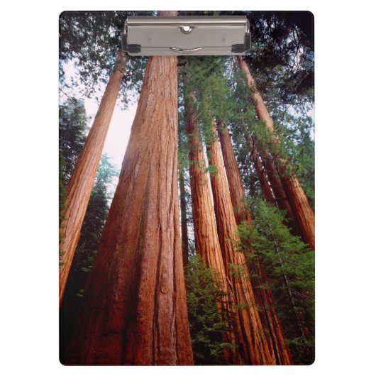 Porte-bloc Arbres séquoias géants à feuilles persistantes (Devant)