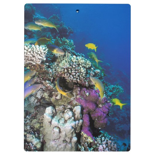 Porte-bloc Around Small Coral (Dos)