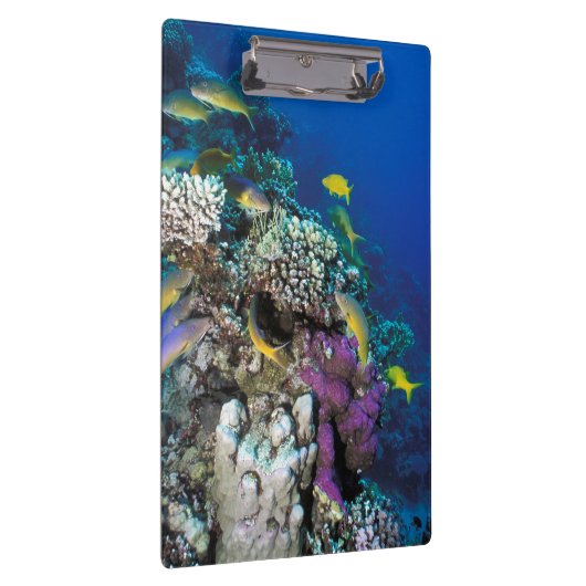 Porte-bloc Around Small Coral (Swatch)