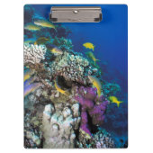 Porte-bloc Around Small Coral (Devant)