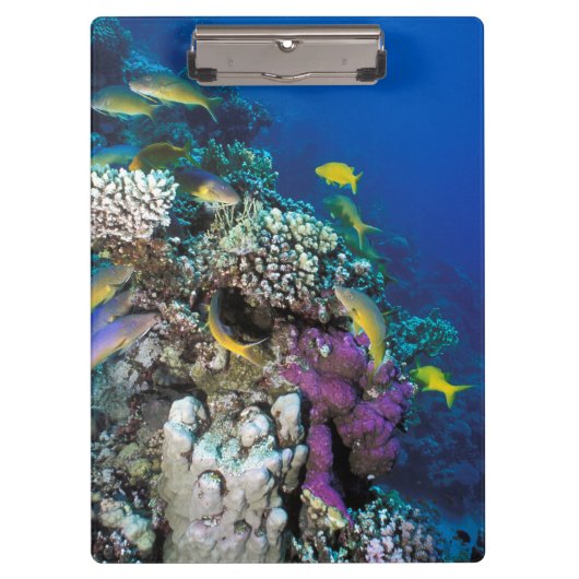 Porte-bloc Around Small Coral (Devant)