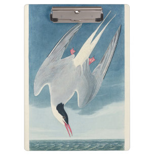 Porte-bloc Art côtier vintage de la sterne arctique d'Audubon