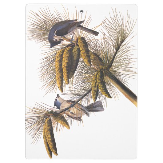 Porte-bloc Audubon Crested Titmouse Birds in Pine Tree (Dos)