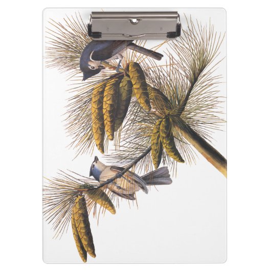 Porte-bloc Audubon Crested Titmouse Birds in Pine Tree (Devant)