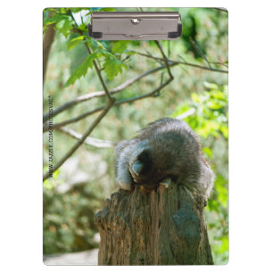 Porte-bloc Autocollants de Raton Laveur Dormant